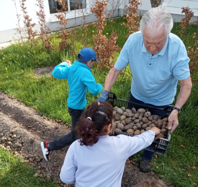 Jedes Schulkind darf eine Kartoffel legen Grundschüler legen Kartoffeln