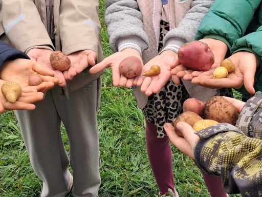 Ernte der verschiedenen Kartoffelsorten Kartoffelernte
